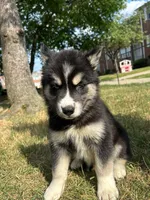 Onyx, a female Siberian Husky for sale in Lake Hiawatha, NJ – 4 of 6