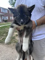 Atlas, a male Siberian Husky for sale in Lake Hiawatha, NJ – 6 of 6