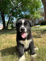 Panda, a male Siberian Husky for sale in Lake Hiawatha, NJ – 6 of 8