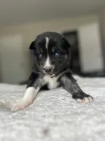 Onyx, a female Siberian Husky for sale in Lake Hiawatha, NJ – 4 of 6