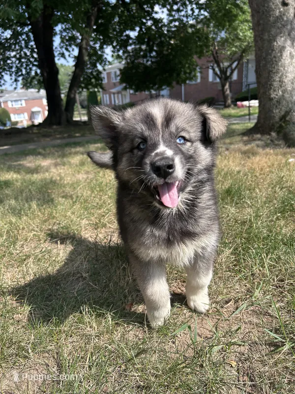 Mist – Siberian Husky puppy for sale in Lake Hiawatha, NJ