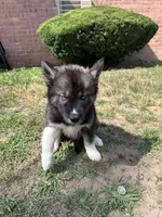 Atlas, a male Siberian Husky for sale in Lake Hiawatha, NJ – 3 of 6