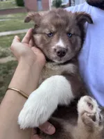 Phoenix, a female Siberian Husky for sale in Lake Hiawatha, NJ – 6 of 7