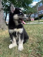 Onyx, a female Siberian Husky for sale in Lake Hiawatha, NJ – 2 of 6