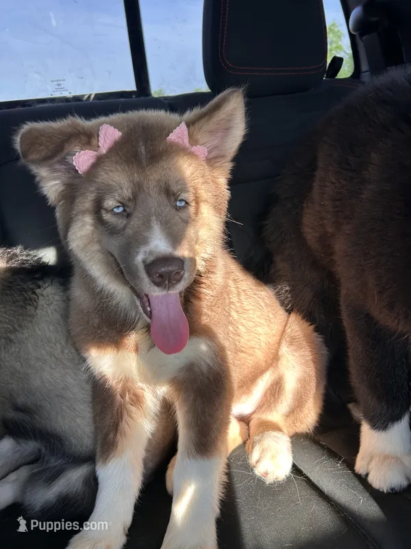 Phoenix – Siberian Husky puppy for sale in Lake Hiawatha, NJ
