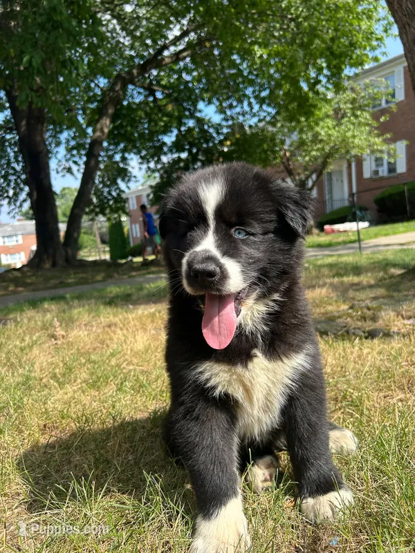 Panda – Siberian Husky puppy for sale in Lake Hiawatha, NJ