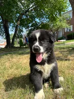 Panda, a male Siberian Husky for sale in Lake Hiawatha, NJ – 1 of 8