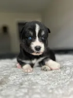 Nyx, a female Siberian Husky for sale in Lake Hiawatha, NJ – 5 of 6