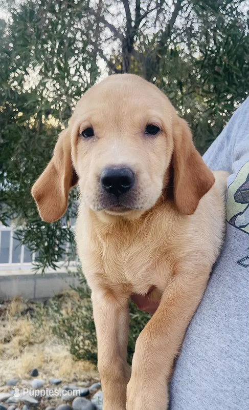 Red Boy – Labrador Retriever puppy for sale in Santa Clarita, CA
