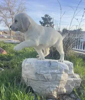 AKC Male -Max-Ready Now!, a male Labrador Retriever for sale in Santa Clarita, CA – 3 of 3