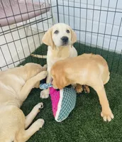 AKC Male -Max-Ready Now!, a male Labrador Retriever for sale in Santa Clarita, CA – 2 of 3
