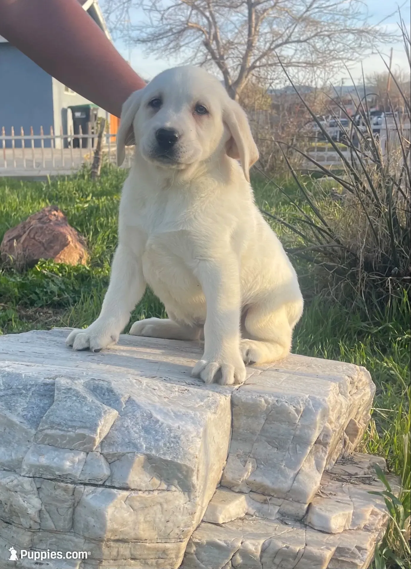 AKC Male -Max-Ready Now!, a male Labrador Retriever for sale in Santa Clarita, CA – 2 of 3