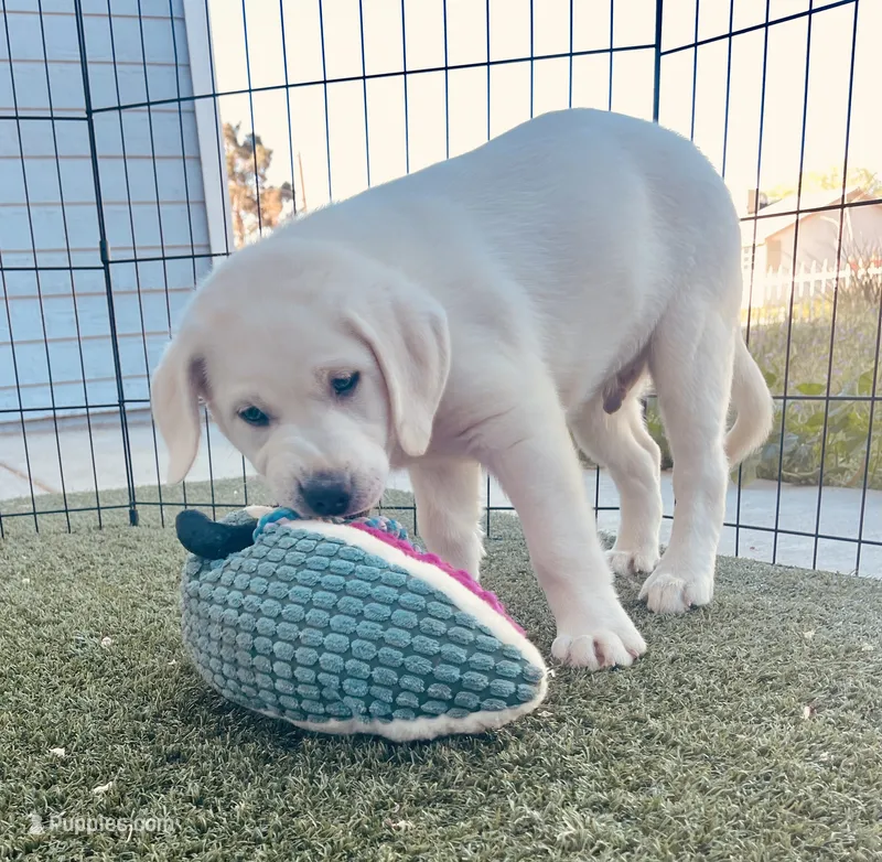 AKC Male -Max-Ready Now! – Labrador Retriever puppy for sale in Santa Clarita, CA
