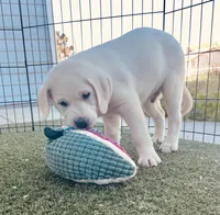 AKC Male -Max-Ready Now!, a male Labrador Retriever for sale in Santa Clarita, CA – 1 of 3