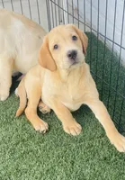 Red Boy, a male Labrador Retriever for sale in Santa Clarita, CA – 2 of 4