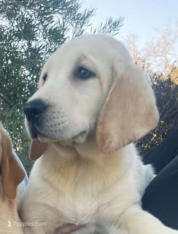 AKC Male -Max-Ready Now! – Labrador Retriever puppy for sale in Santa Clarita, CA