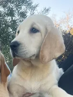 AKC Male -Max-Ready Now!, a male Labrador Retriever for sale in Santa Clarita, CA – 1 of 3