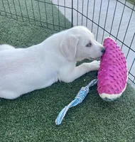  AKC Male English Lab Ready Now!, a male Labrador Retriever for sale in Santa Clarita, CA – Photo 2 of 10