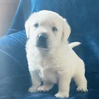  AKC Male- Ready Now!, a male Labrador Retriever for sale in Santa Clarita, CA – Photo 3 of 3