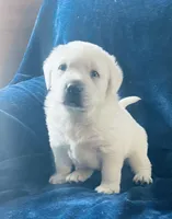 Aspen - AKC Male, a male Labrador Retriever for sale in Santa Clarita, CA – Photo 1 of 3