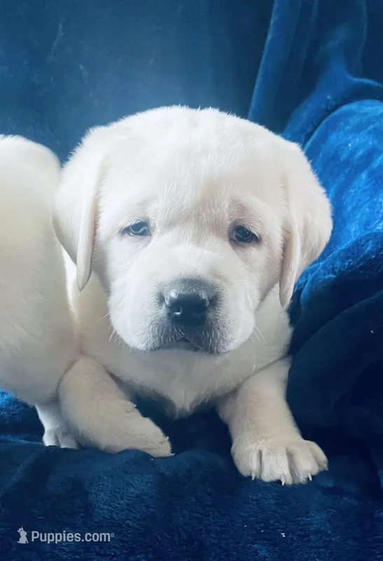  AKC Male- Ready Now!