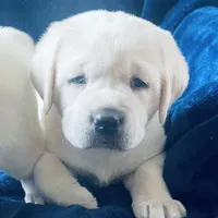  AKC Male- Ready Now!, a male Labrador Retriever for sale in Santa Clarita, CA – Photo 1 of 3