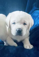 Aspen - AKC Male, a male Labrador Retriever for sale in Santa Clarita, CA – Photo 2 of 3