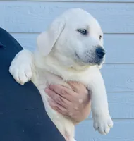  AKC Male English Lab Ready Now!, a male Labrador Retriever for sale in Santa Clarita, CA – Photo 5 of 10