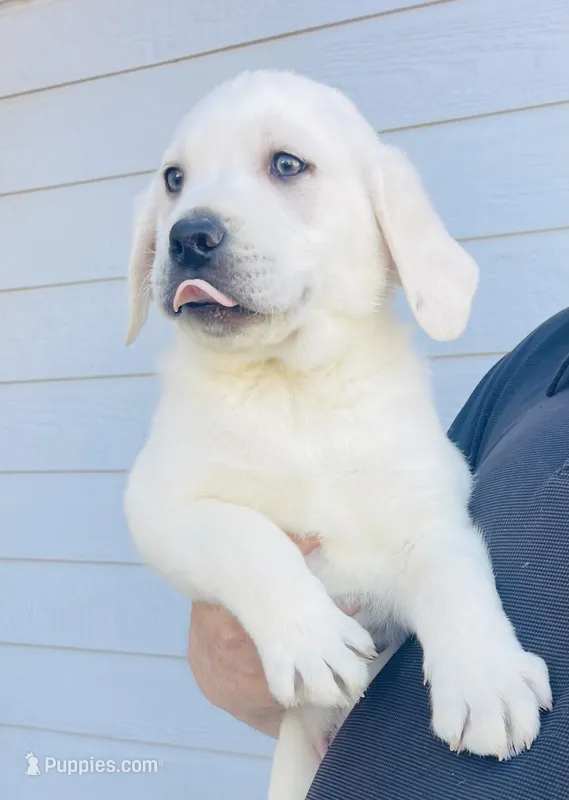  AKC Male- Ready Now! – Labrador Retriever puppy for sale in Santa Clarita, CA