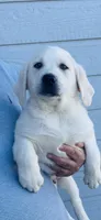  AKC Male English Lab Ready Now!, a male Labrador Retriever for sale in Santa Clarita, CA – Photo 3 of 10