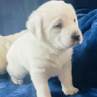  AKC Male- Ready Now!, a male Labrador Retriever for sale in Santa Clarita, CA – Photo 2 of 3