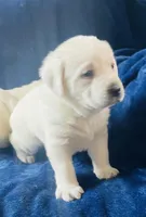 Aspen - AKC Male, a male Labrador Retriever for sale in Santa Clarita, CA – Photo 3 of 3