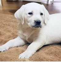  AKC Male English Lab Ready Now!, a male Labrador Retriever for sale in Santa Clarita, CA – Photo 7 of 10