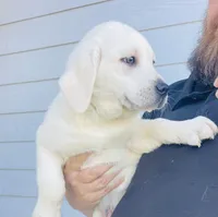  AKC Male English Lab Ready Now!, a male Labrador Retriever for sale in Santa Clarita, CA – Photo 6 of 10