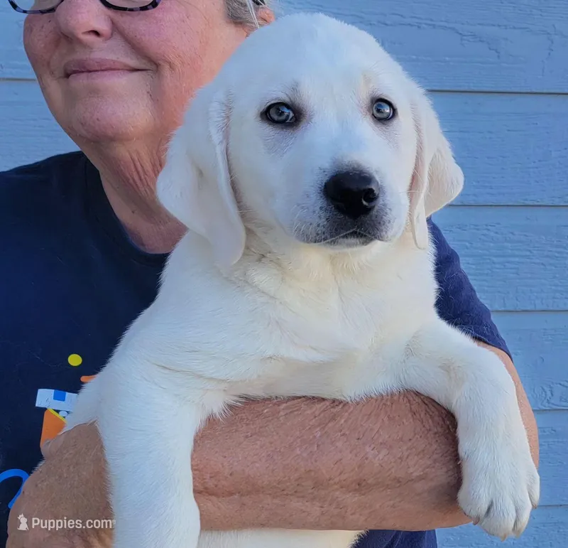  AKC Male English Lab Ready Now! – Labrador Retriever puppy for sale in Santa Clarita, CA