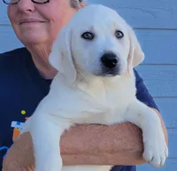  AKC Male English Lab Ready Now!, a male Labrador Retriever for sale in Santa Clarita, CA – Photo 1 of 10