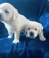 AKC Male-Avalanche, a male Labrador Retriever for sale in Santa Clarita, CA – Photo 3 of 3