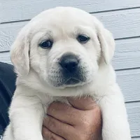 AKC Female-Ready Now!, a female Labrador Retriever for sale in Santa Clarita, CA – Photo 2 of 2