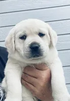 AKC Female-Elsa, a female Labrador Retriever for sale in Santa Clarita, CA – Photo 1 of 2