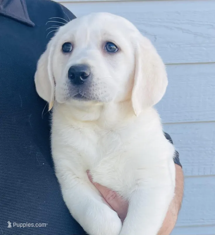 AKC Female-Ready Now! – Labrador Retriever puppy for sale in Santa Clarita, CA