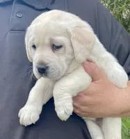 AKC Female-Elsa, a female Labrador Retriever for sale in Santa Clarita, CA – Photo 2 of 2