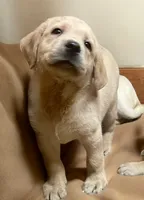 AKC Male-Sammy-Ready now!, a male Labrador Retriever for sale in Santa Clarita, CA – 2 of 2