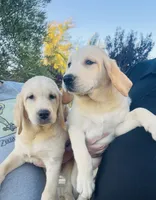Mr Mellow, a male Labrador Retriever for sale in Santa Clarita, CA – 2 of 2