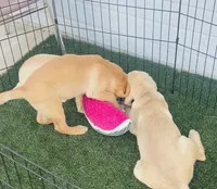 Red Boy, a male Labrador Retriever for sale in Santa Clarita, CA – 4 of 4