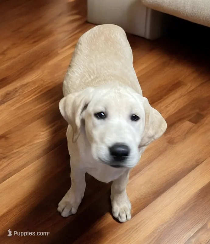 AKC Male -Max-Ready Now! – Labrador Retriever puppy for sale in Santa Clarita, CA