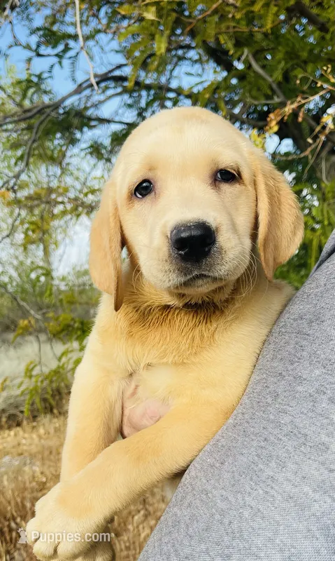 AKC Male-Sammy-Ready now! – Labrador Retriever puppy for sale in Santa Clarita, CA