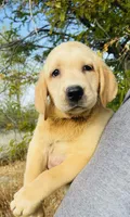 AKC Male-Sammy-Ready now!, a male Labrador Retriever for sale in Santa Clarita, CA – 1 of 2