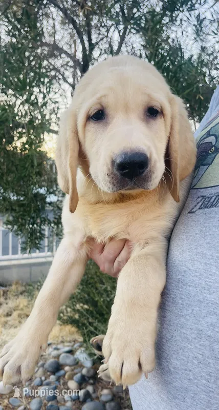 Mr Mellow – Labrador Retriever puppy for sale in Santa Clarita, CA