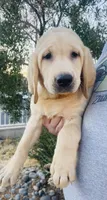 Mr Mellow, a male Labrador Retriever for sale in Santa Clarita, CA – 1 of 2