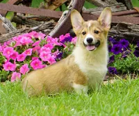 Peter, a male Pembroke Welsh Corgi for sale in Macon, MS – Photo 2 of 2